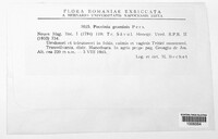 Puccinia graminis image